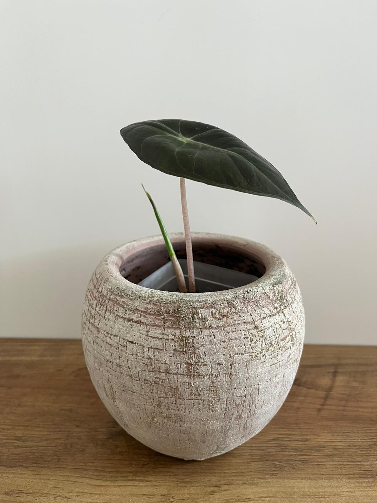 Alocasia Pink Dragon #5