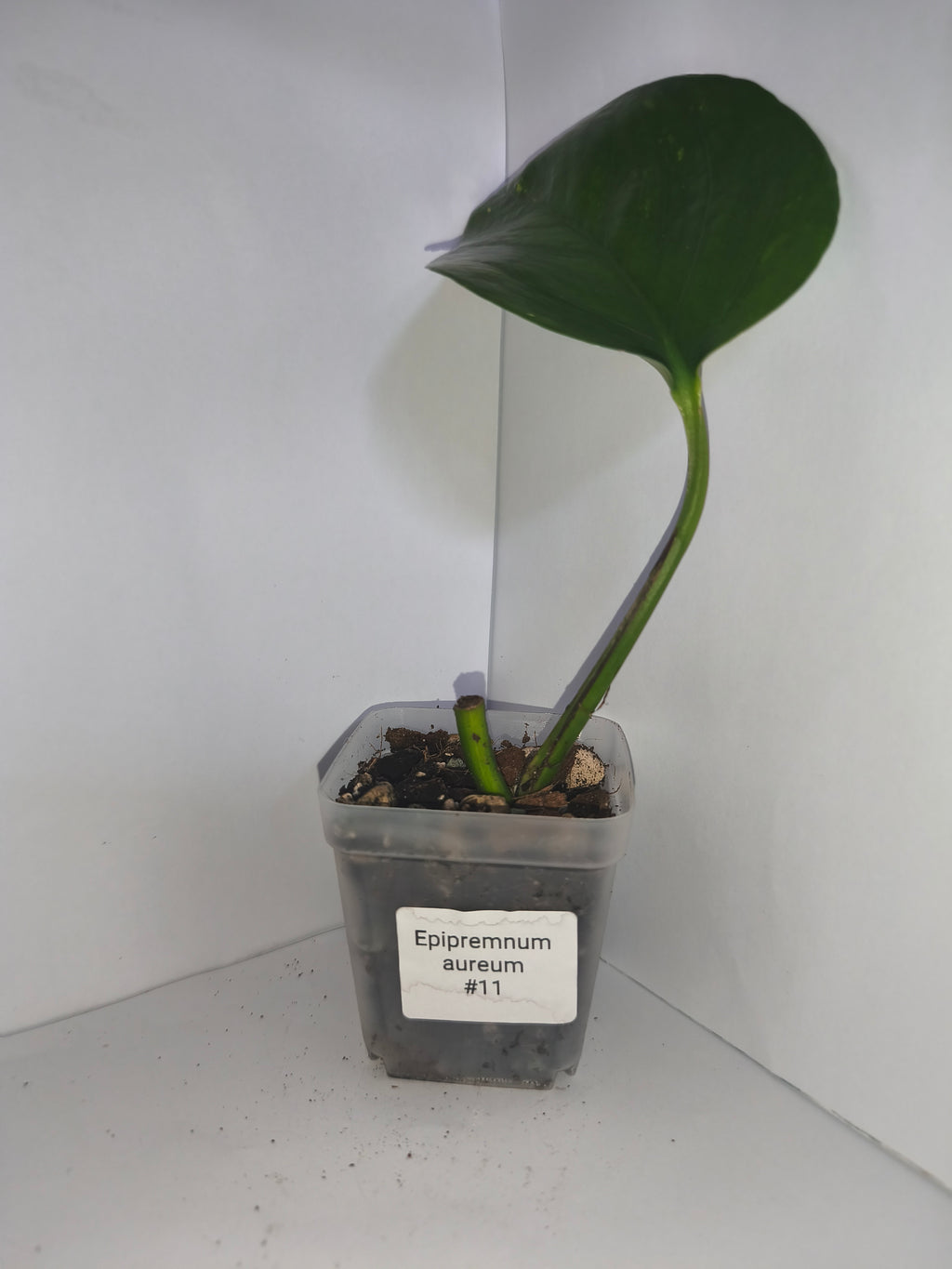 Epipremnum aureum #11