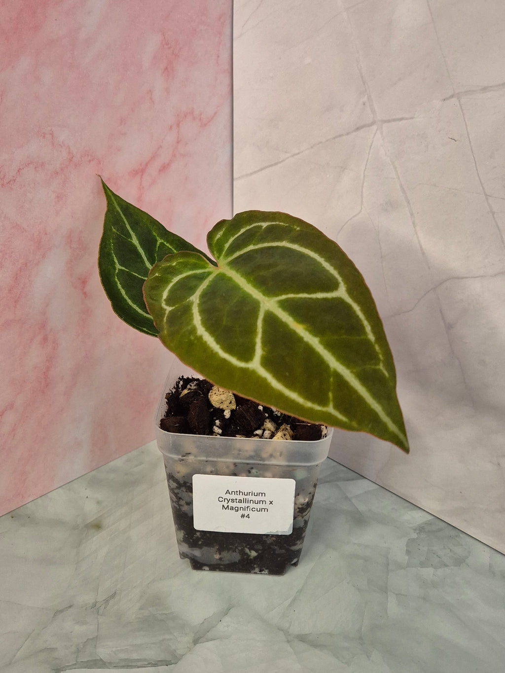 Anthurium Crystallinum x Magnificum #4