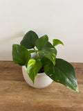 Epipremnum aureum #1