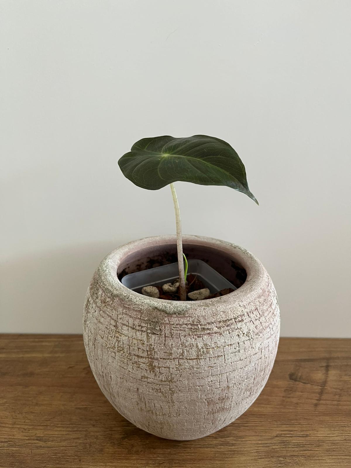 Alocasia Pink Dragon #10