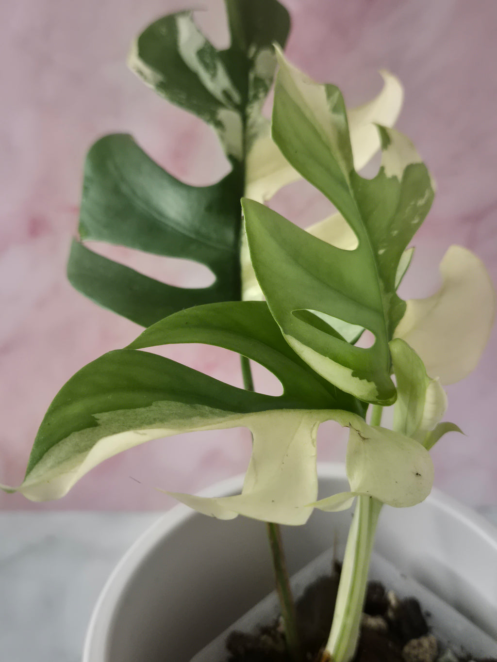 Monstera Minima Variegated #4 (Rhaphidophora Tetrasperma Variegated)