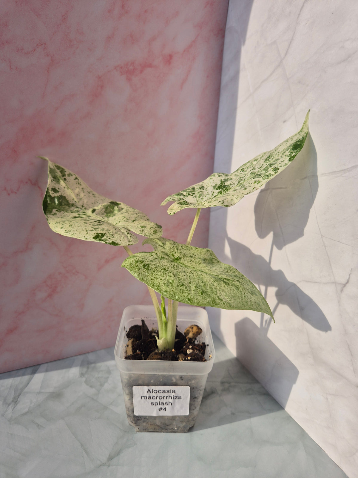 Alocasia Macrorrhiza splash #4