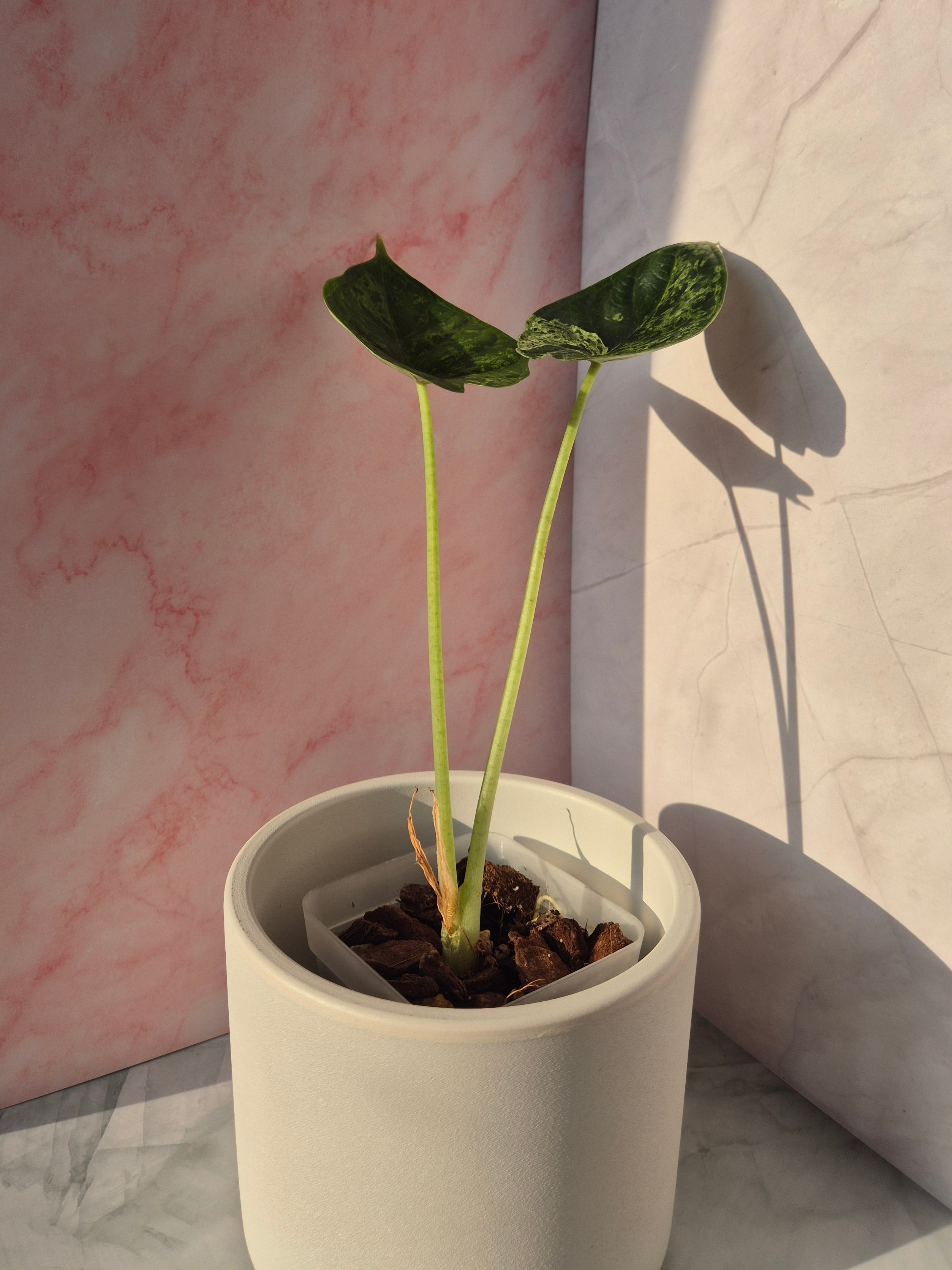 Alocasia Dragon Scale mint #7