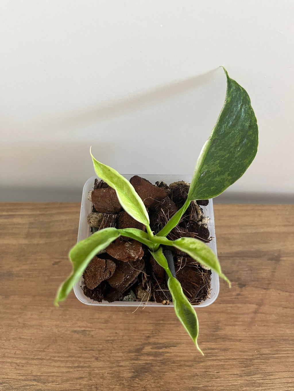Philodendron Jose Buono #3
