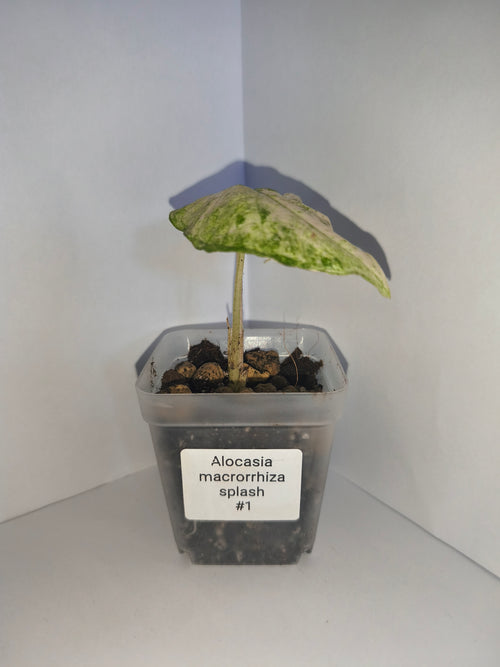Alocasia Macrorrhiza splash #1