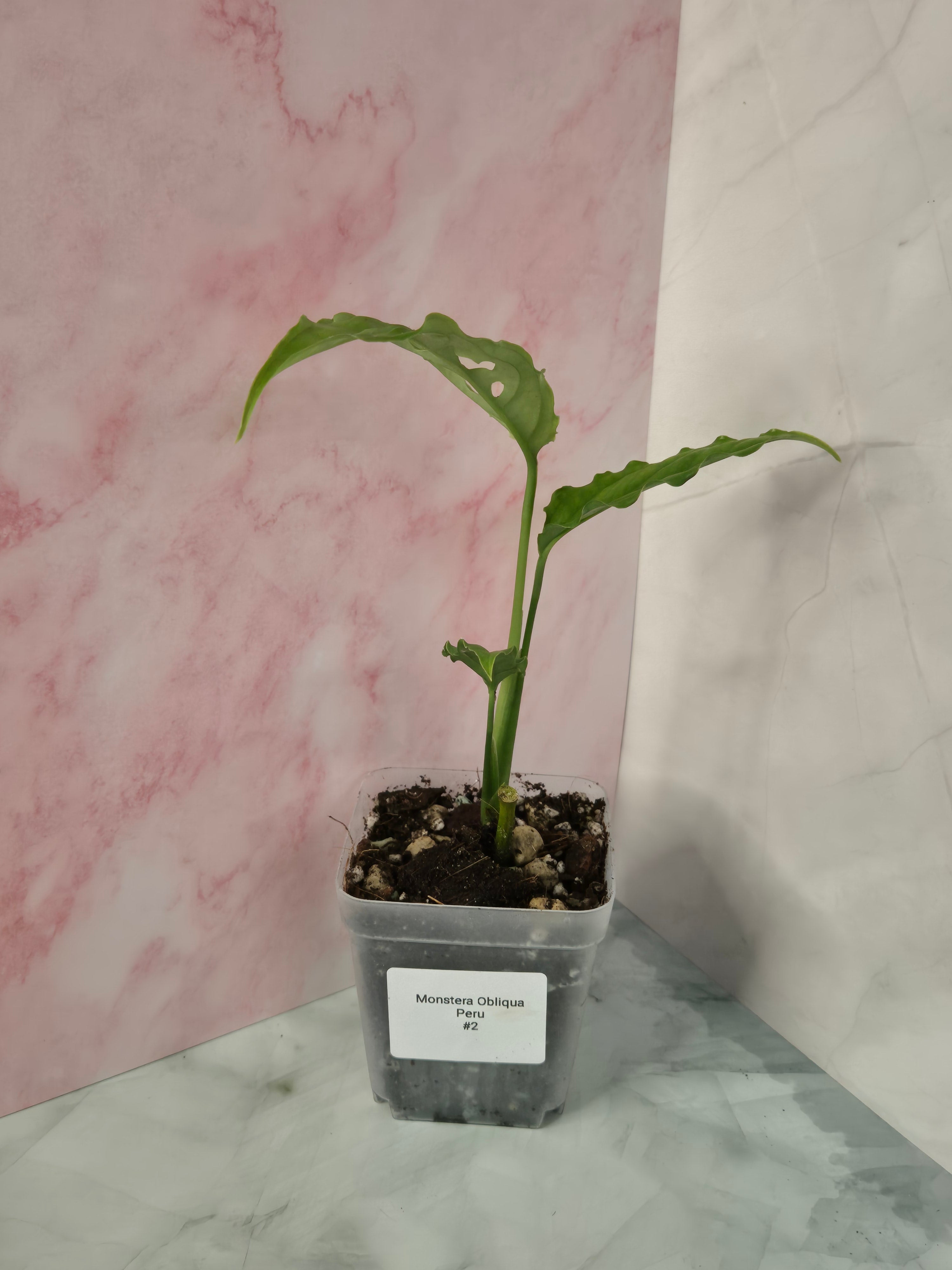 Monstera Obliqua Peru #2