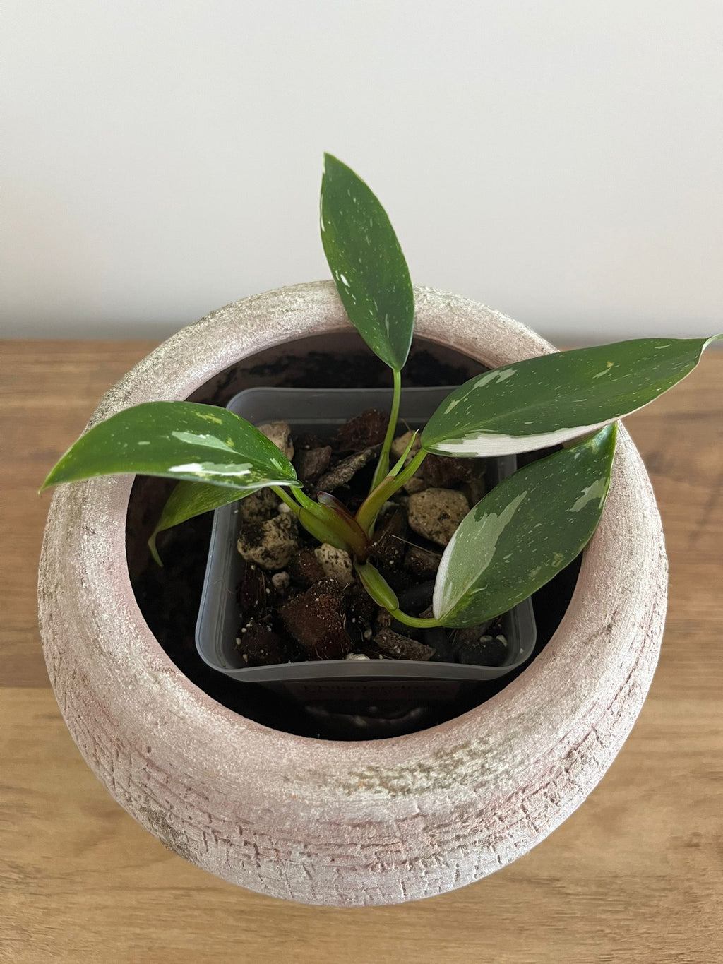 Philodendron White Princess #5