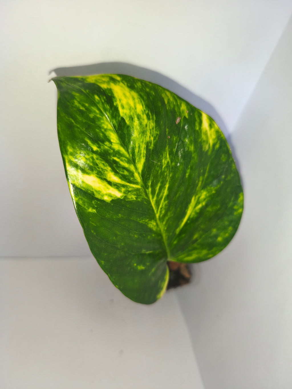 Epipremnum aureum #4