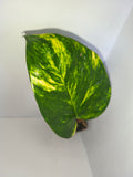 Epipremnum aureum #4