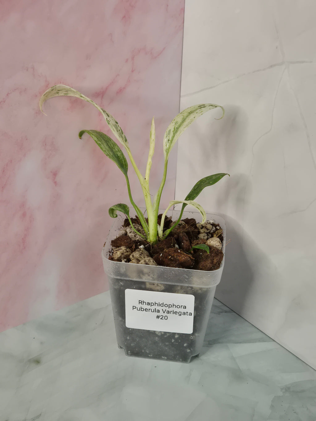 Rhaphidophora Puberula Variegata #20
