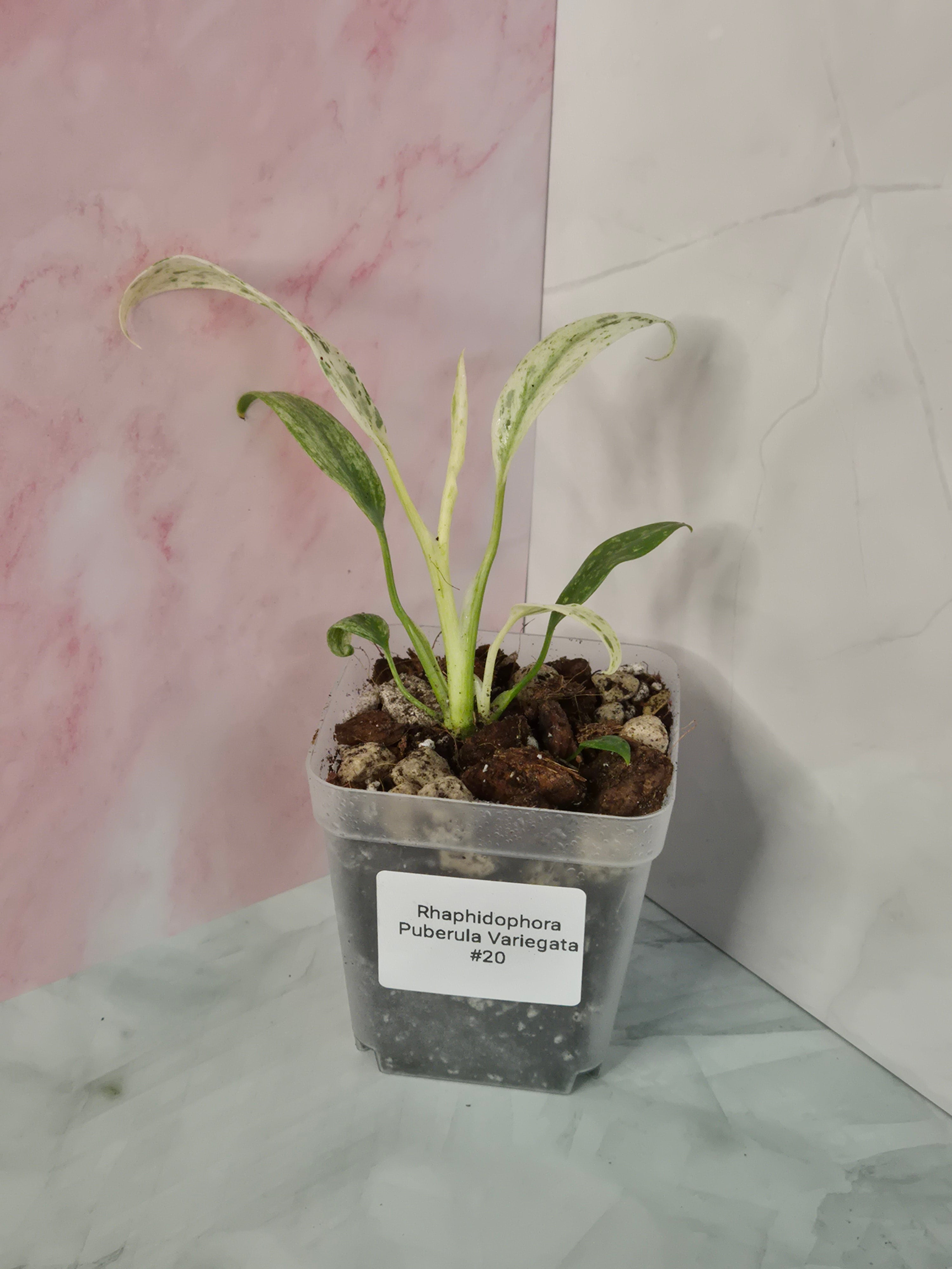 Rhaphidophora Puberula Variegata #20