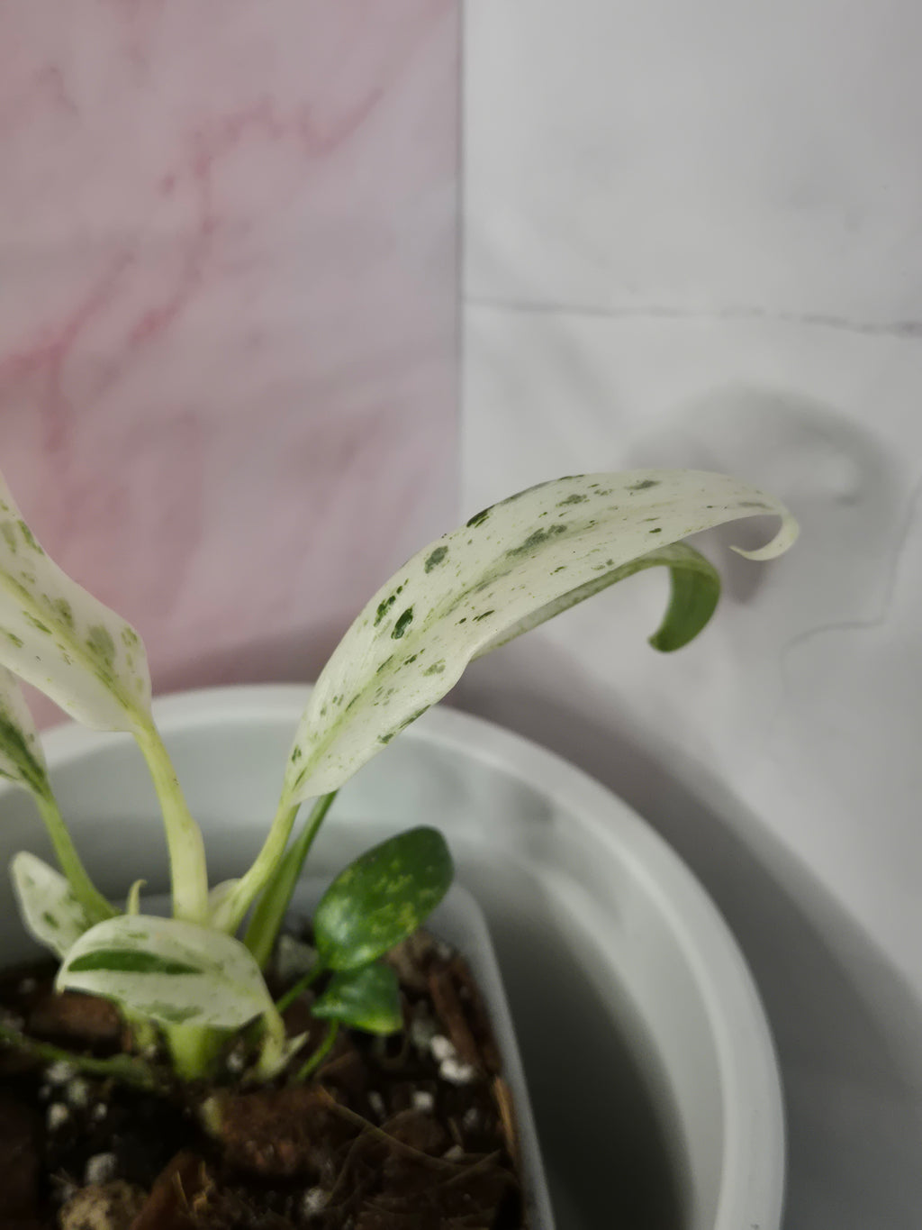 Rhaphidophora Puberula Variegata #17