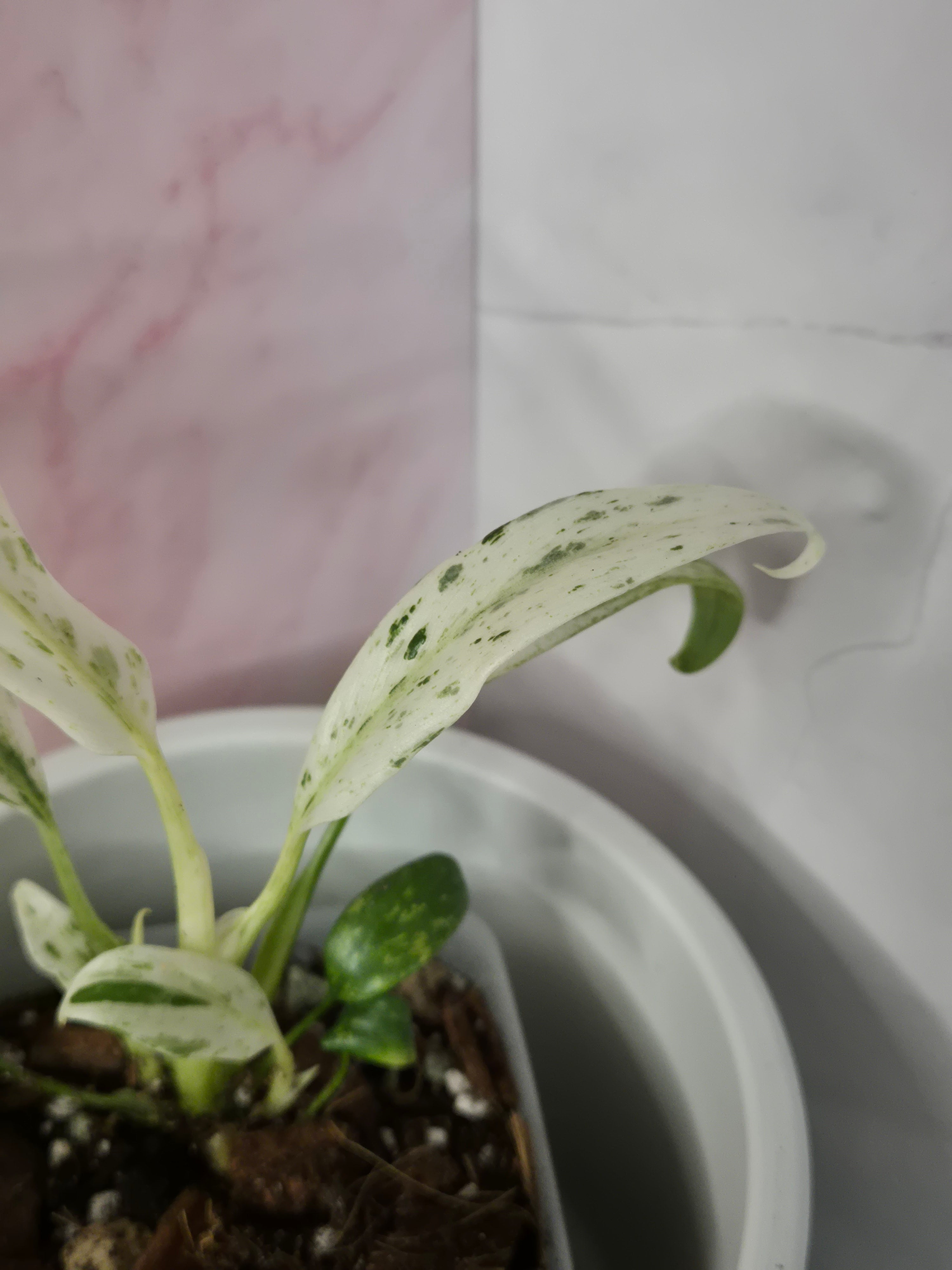 Rhaphidophora Puberula Variegata #17