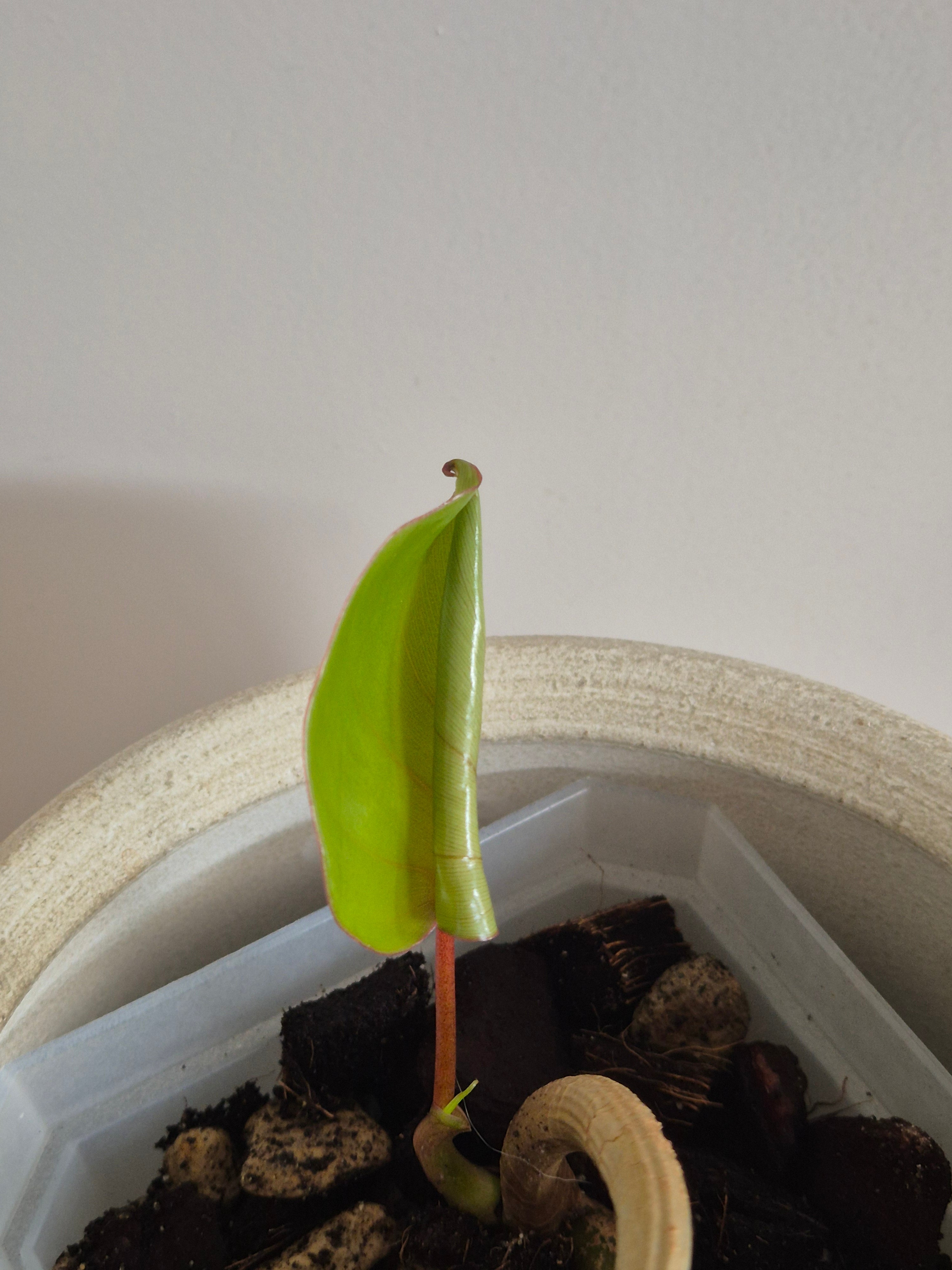 Philodendron Mayoi #1