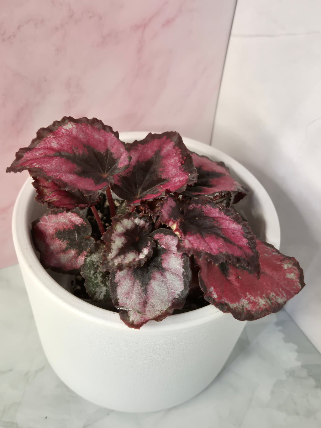 Begonia Red Heart #12