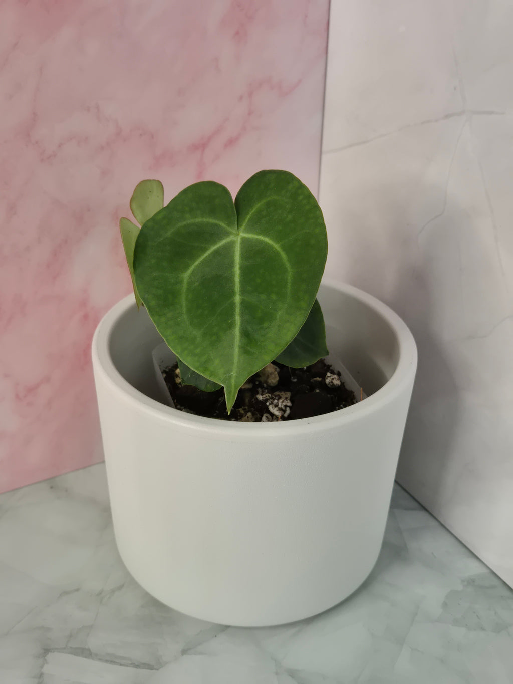 Anthurium Clarinervium #5
