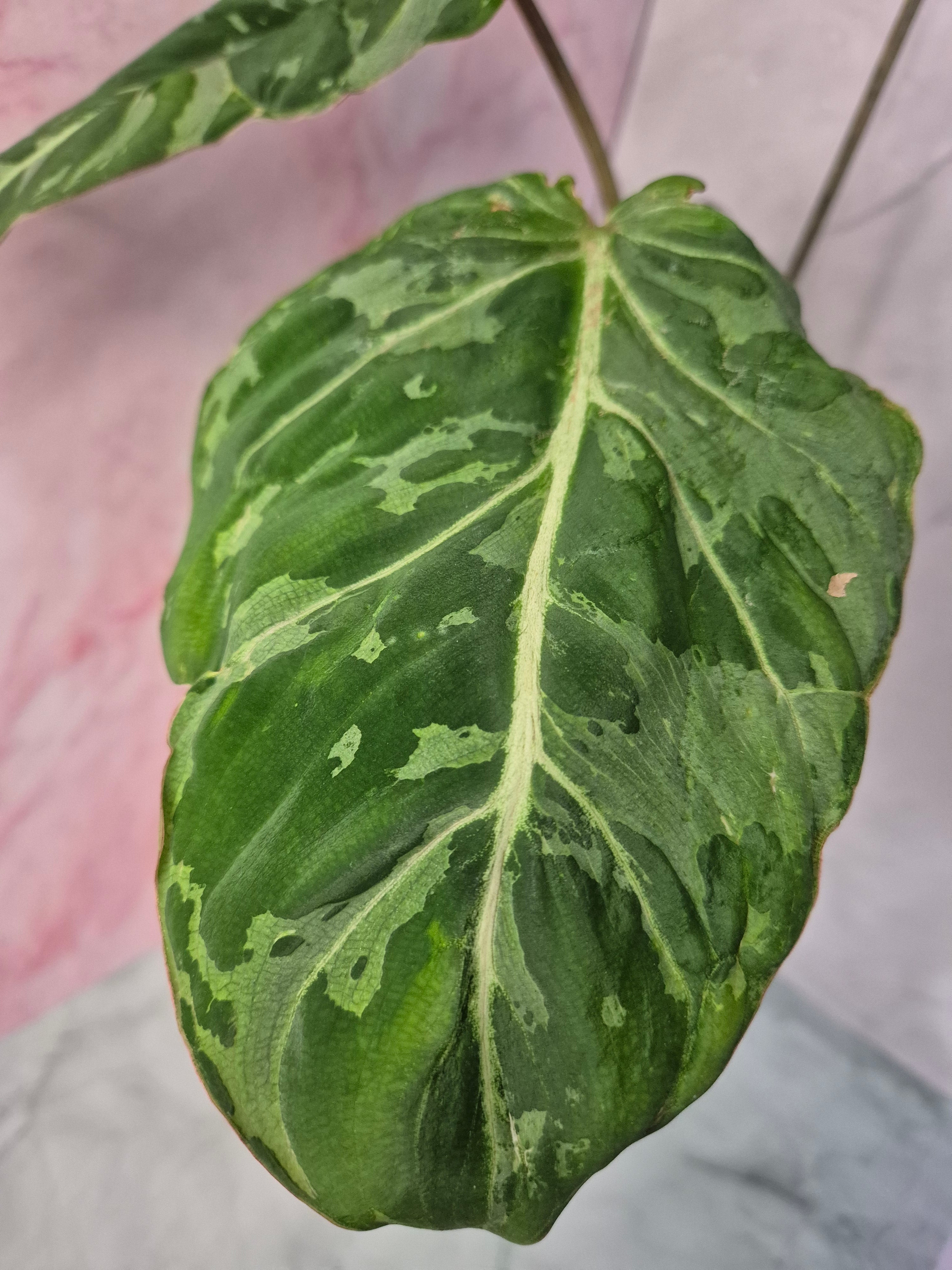 Philodendron Gloriosum Snow Leopard #2