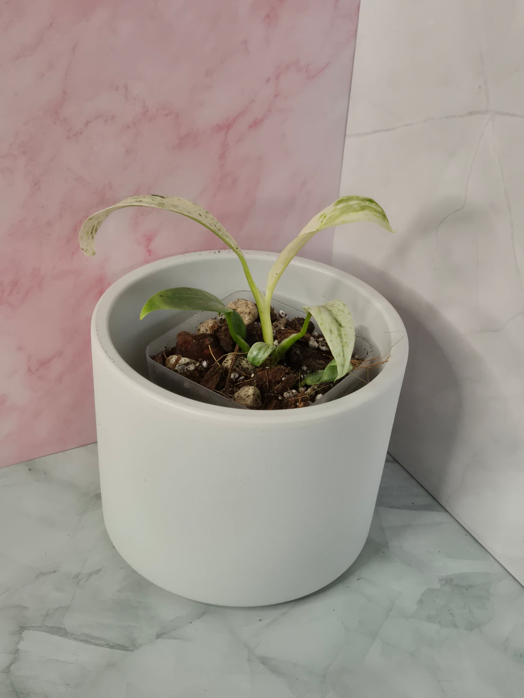 Rhaphidophora Puberula Variegata #2
