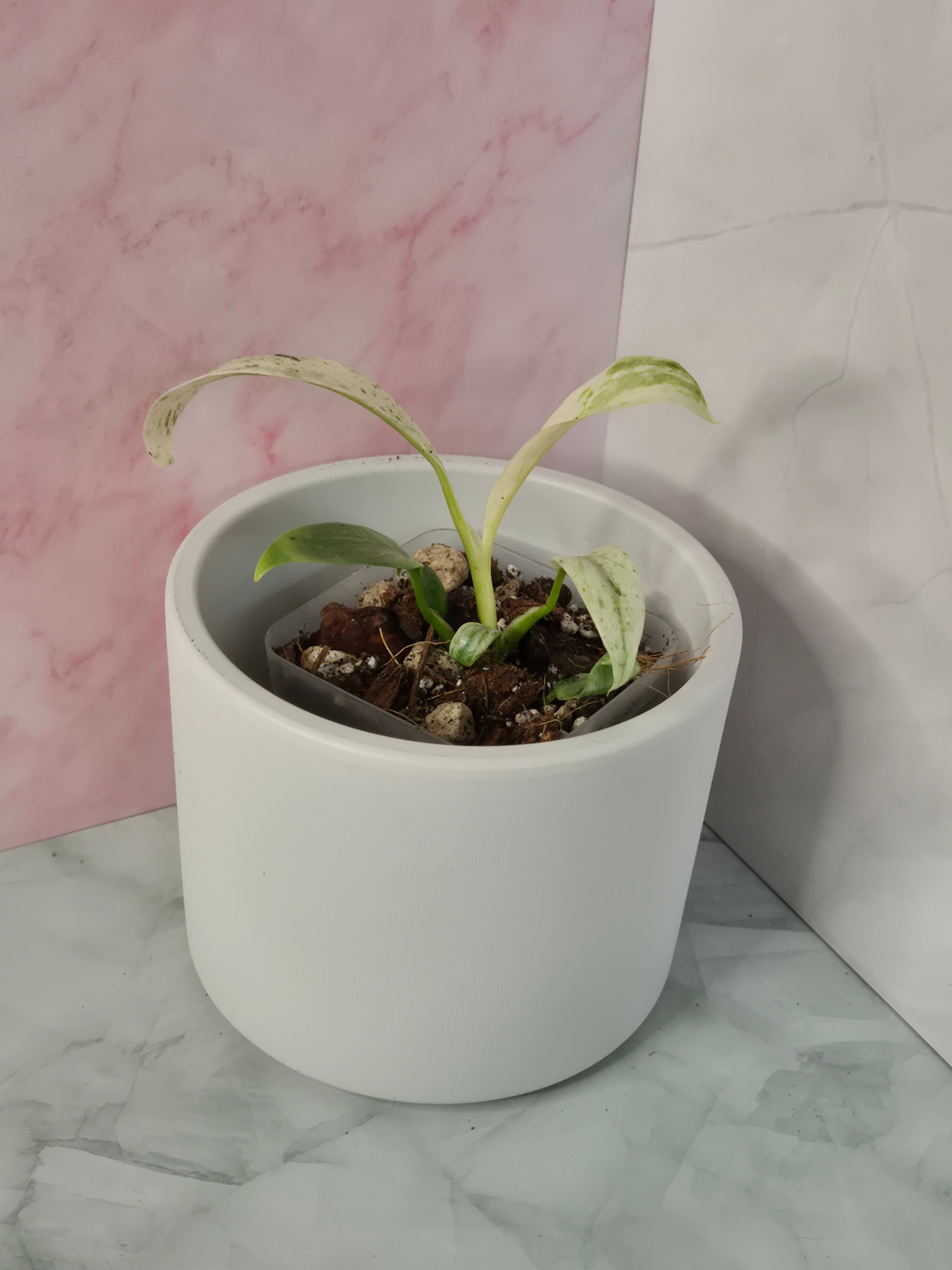 Rhaphidophora Puberula Variegata #2