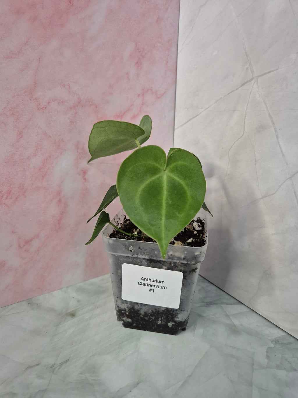 Anthurium Clarinervium #1