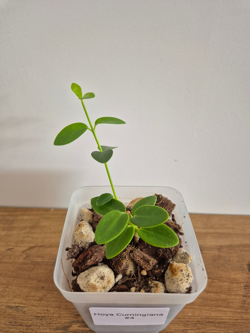 Hoya Cumingiana #4
