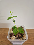 Hoya Cumingiana #4