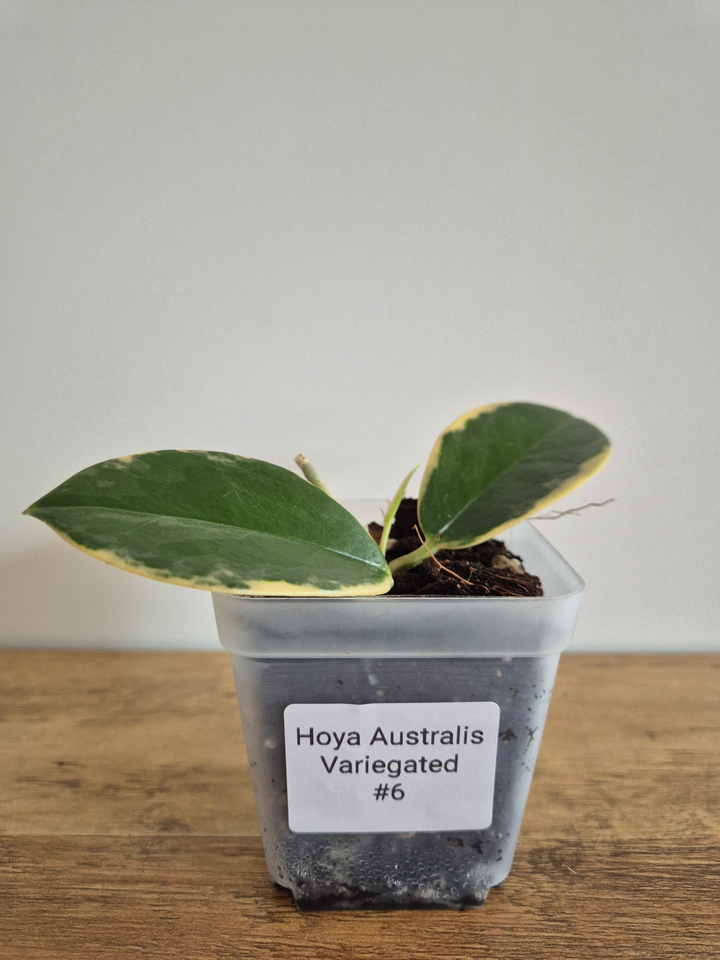 Hoya Australis Variegated #6
