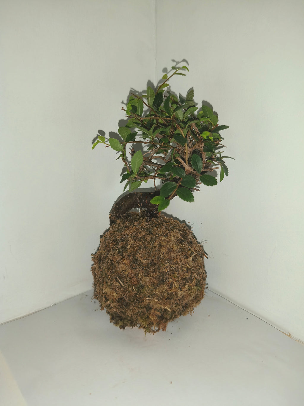 Kokedama #8