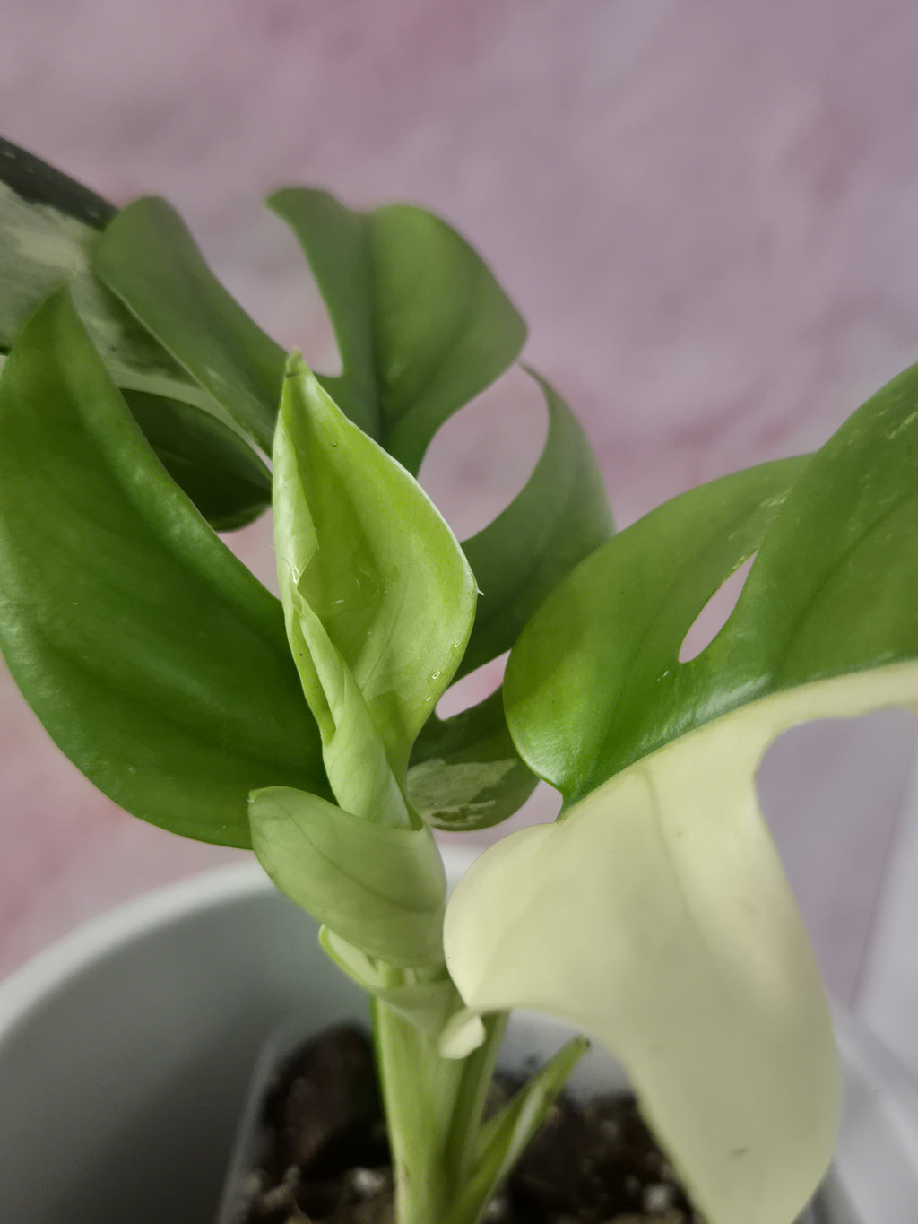 Monstera Minima Variegated #6 (Rhaphidophora Tetrasperma Variegated)