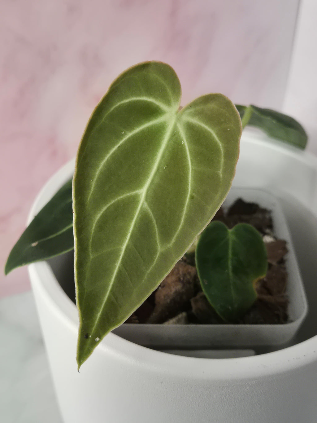 Anthurium Regale #9