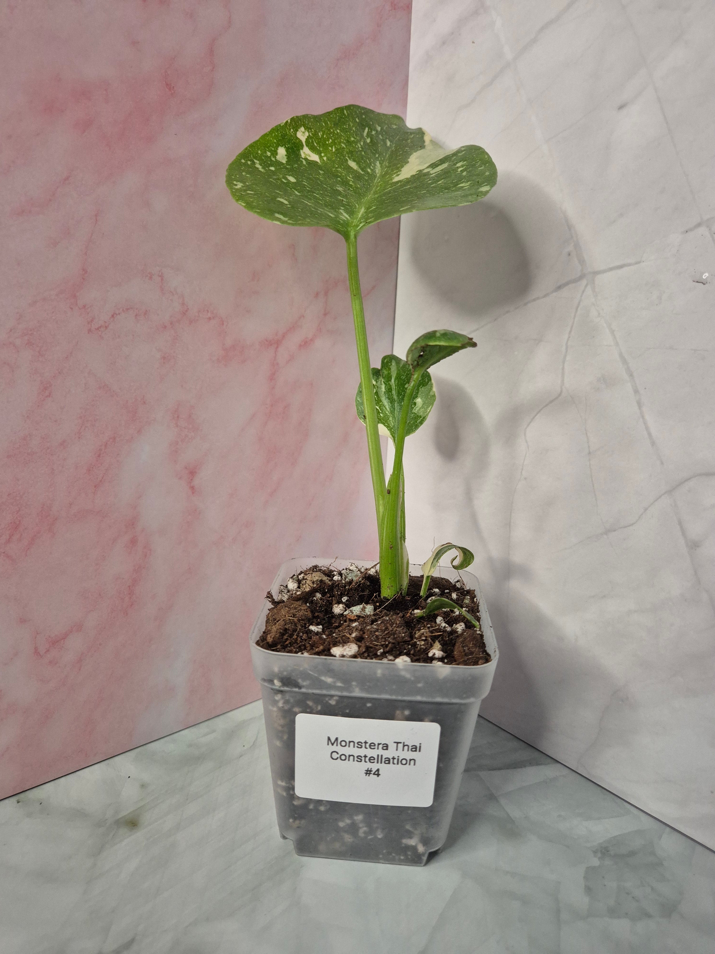 Monstera Thai Constellation #4