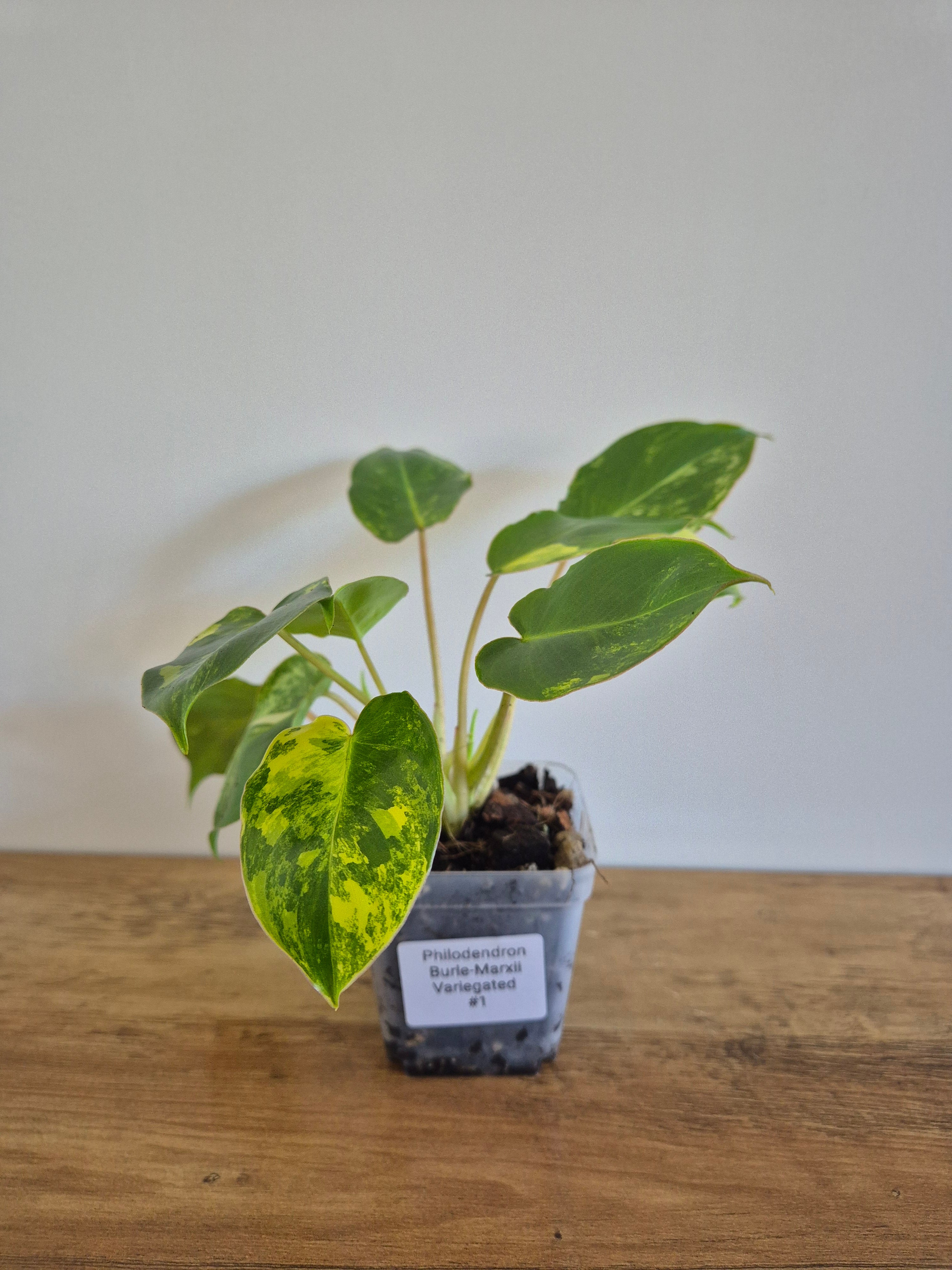 Philodendron Burle-Marxii Variegated #1