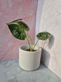 Alocasia Dragon Scale mint #1