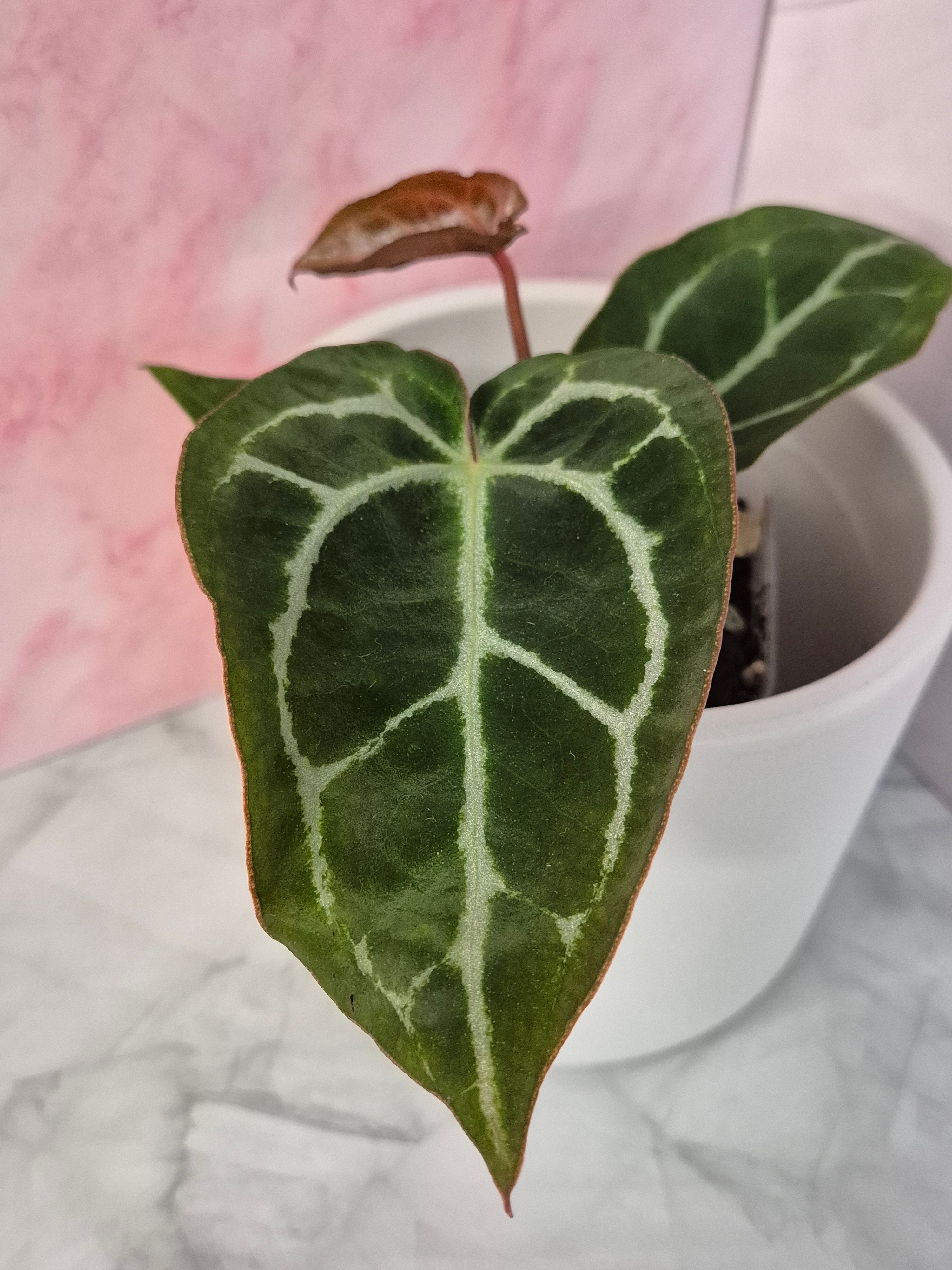 Anthurium Crystallinum x Magnificum #3