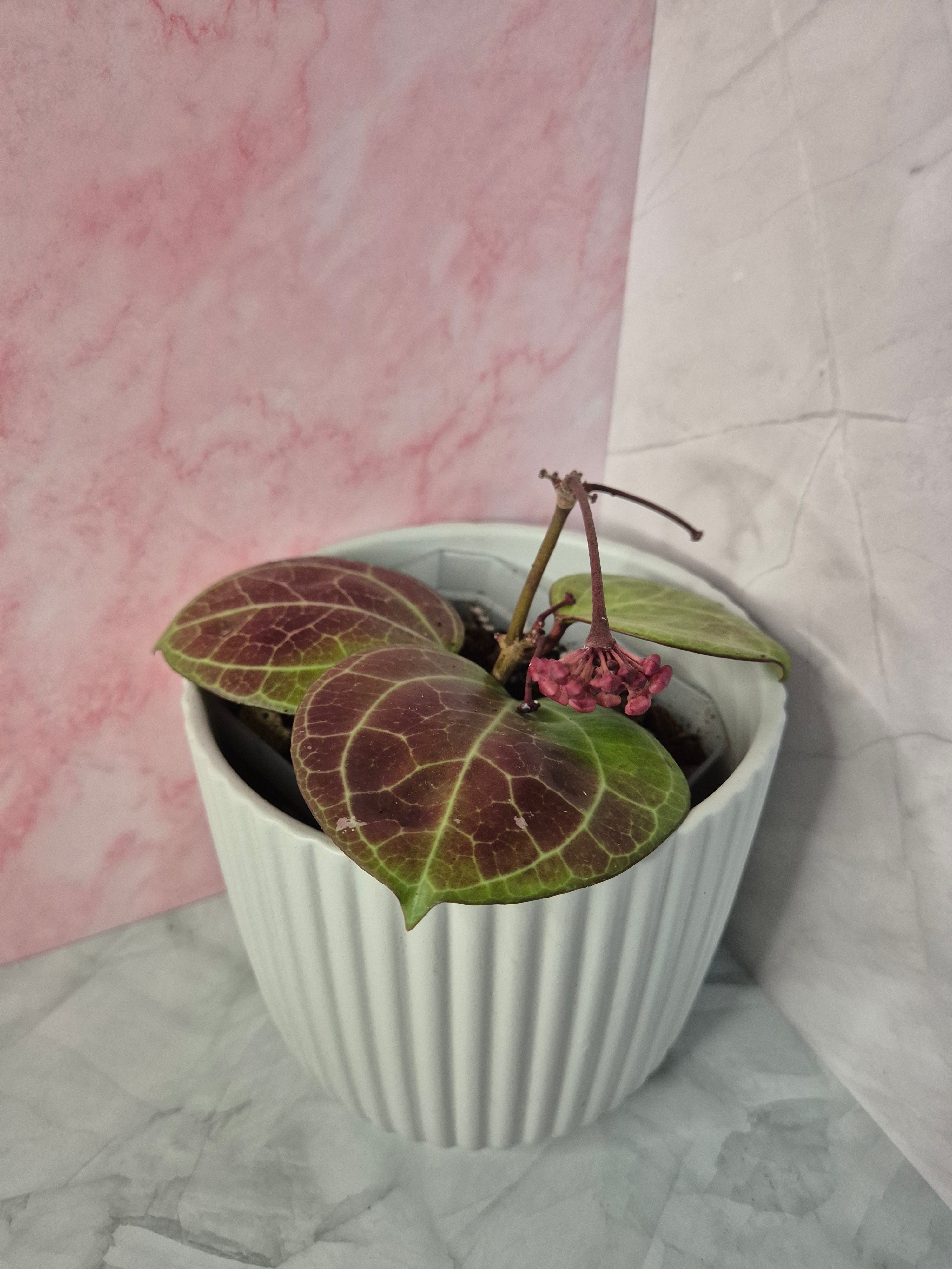 Hoya Sarawak Cream #5