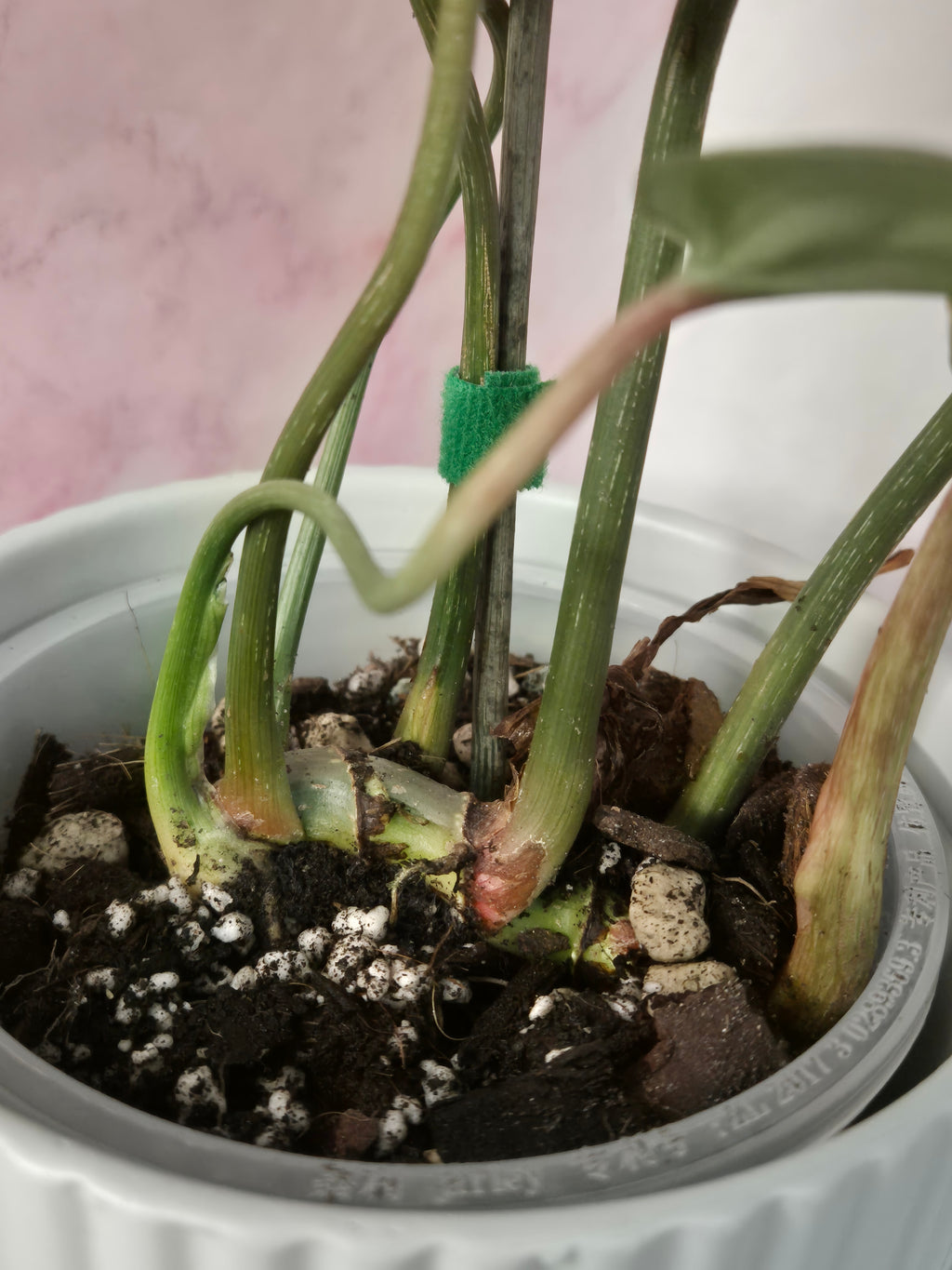 Philodendron Gloriosum Snow Leopard #2