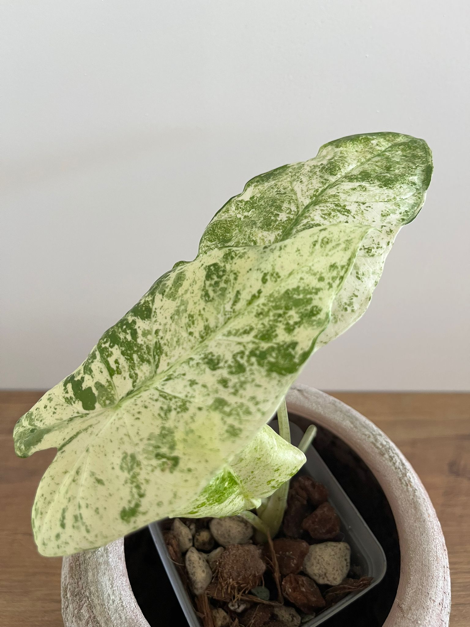 Alocasia Macrorrhiza Splash #8