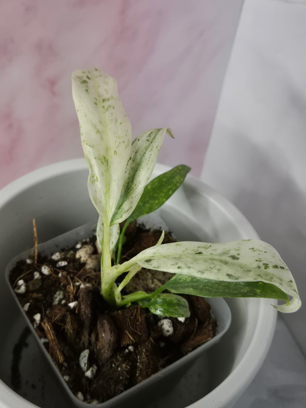 Rhaphidophora Puberula Variegata #7
