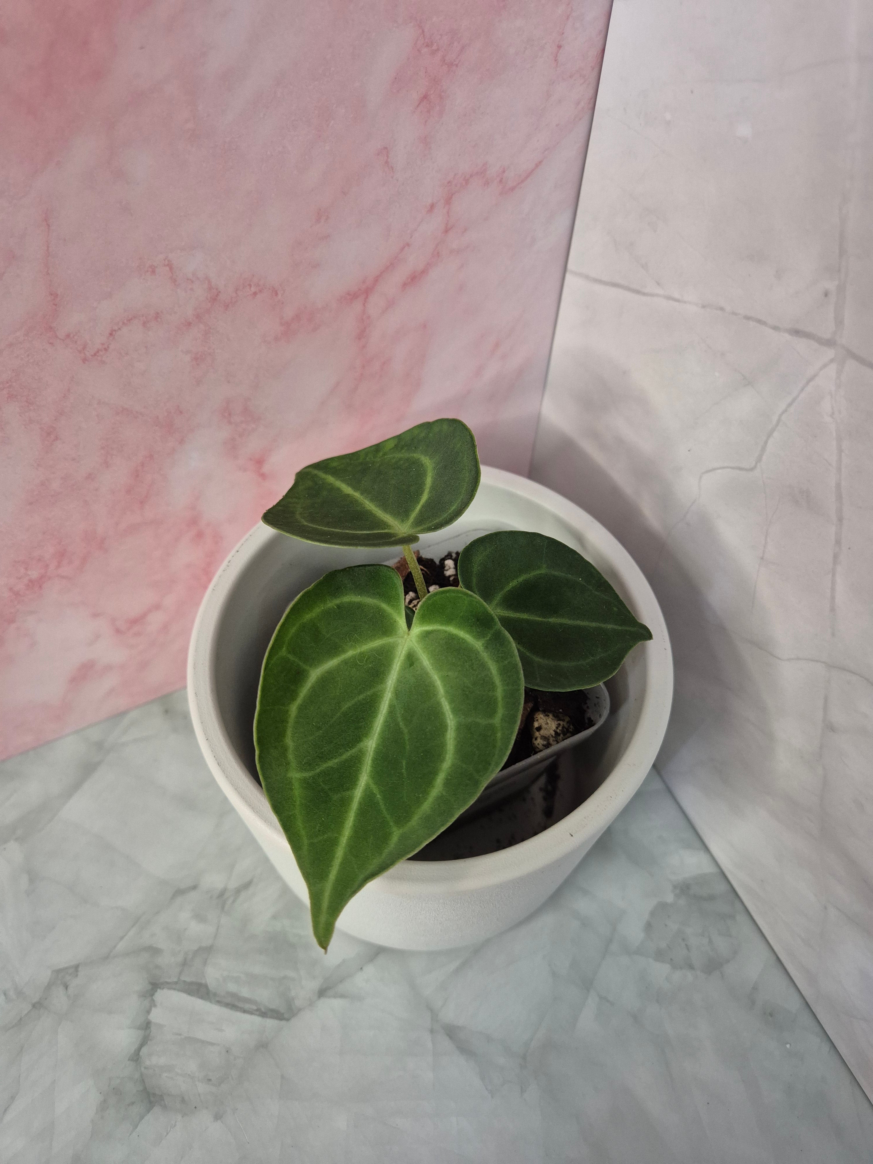 Anthurium Clarinervium #2
