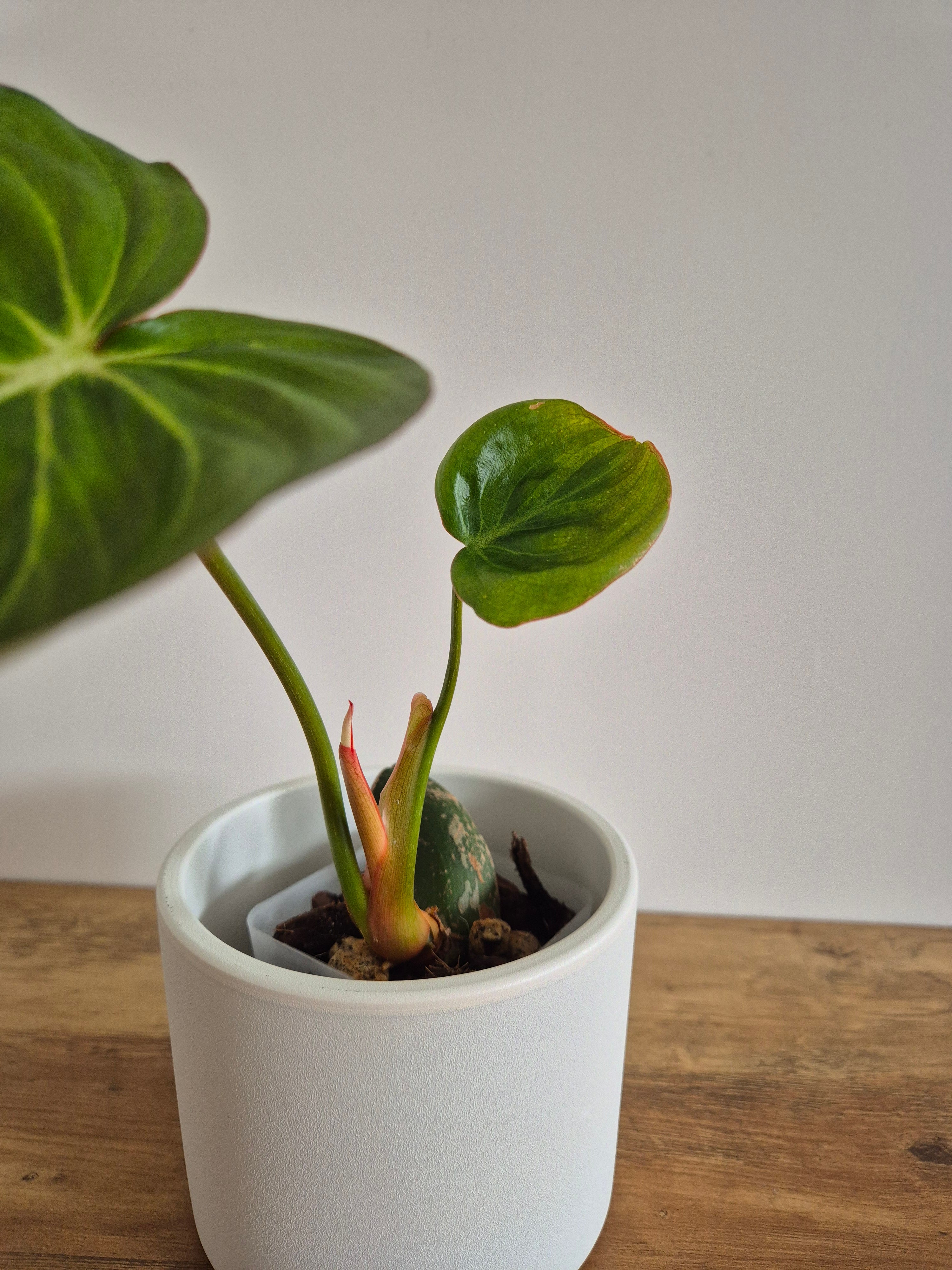 Philodendron McDowell #1