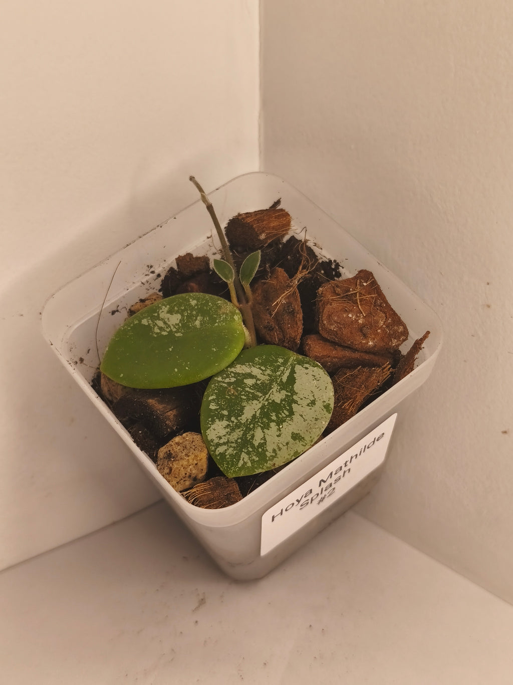 Hoya Mathilde Splash #2