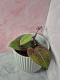 Hoya Sarawak Cream #2