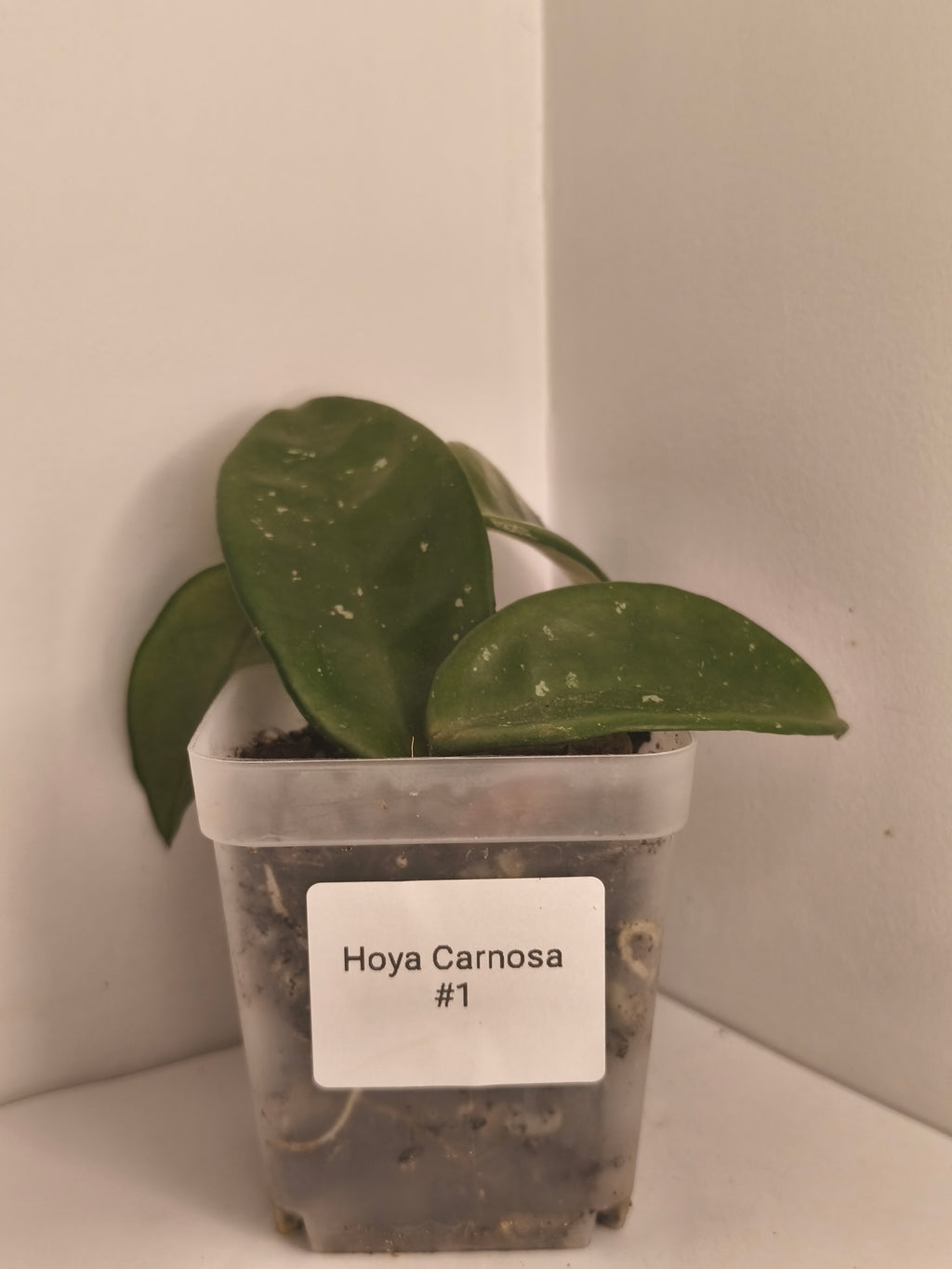 Hoya Carnosa #1