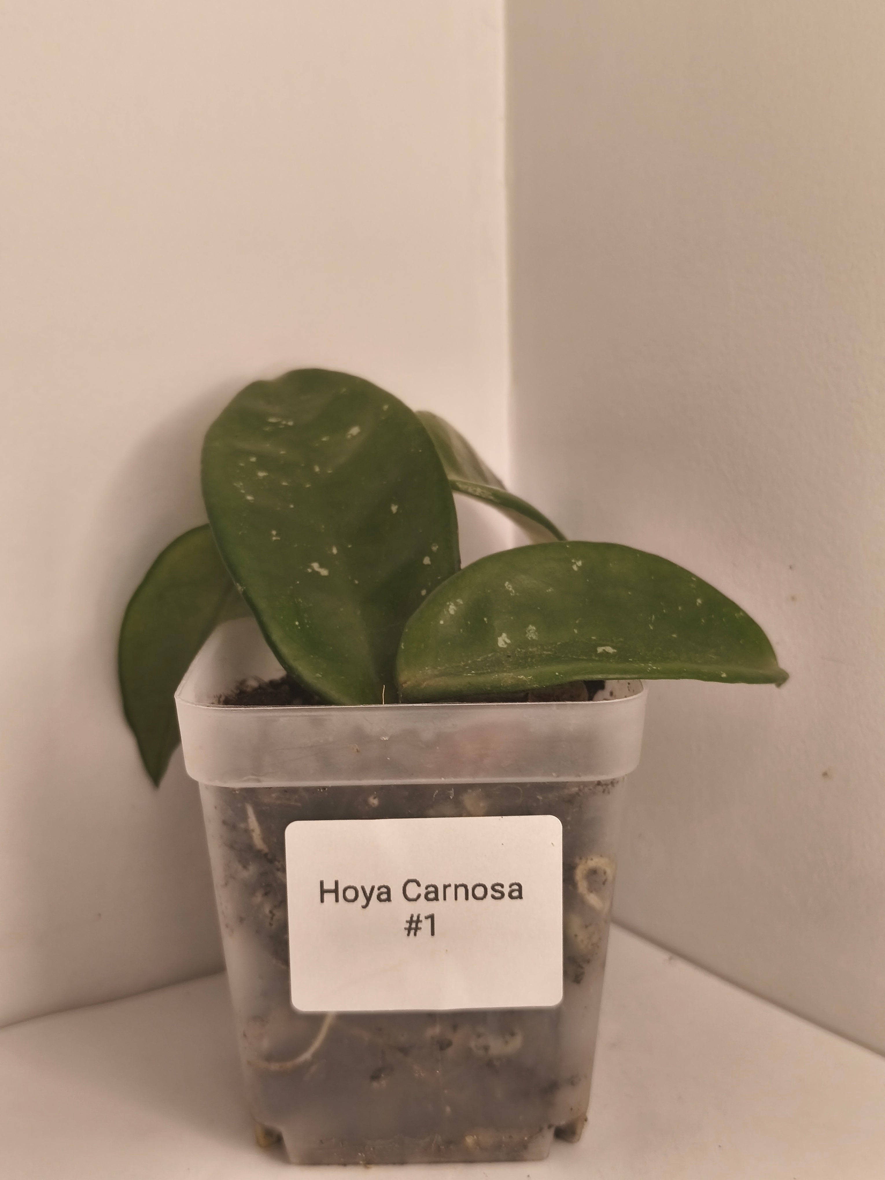 Hoya Carnosa #1