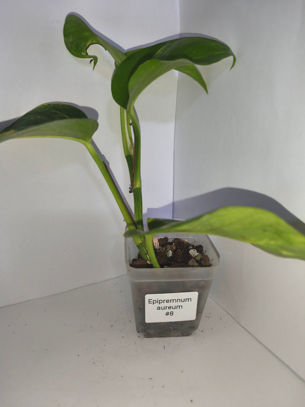 Epipremnum aureum #8