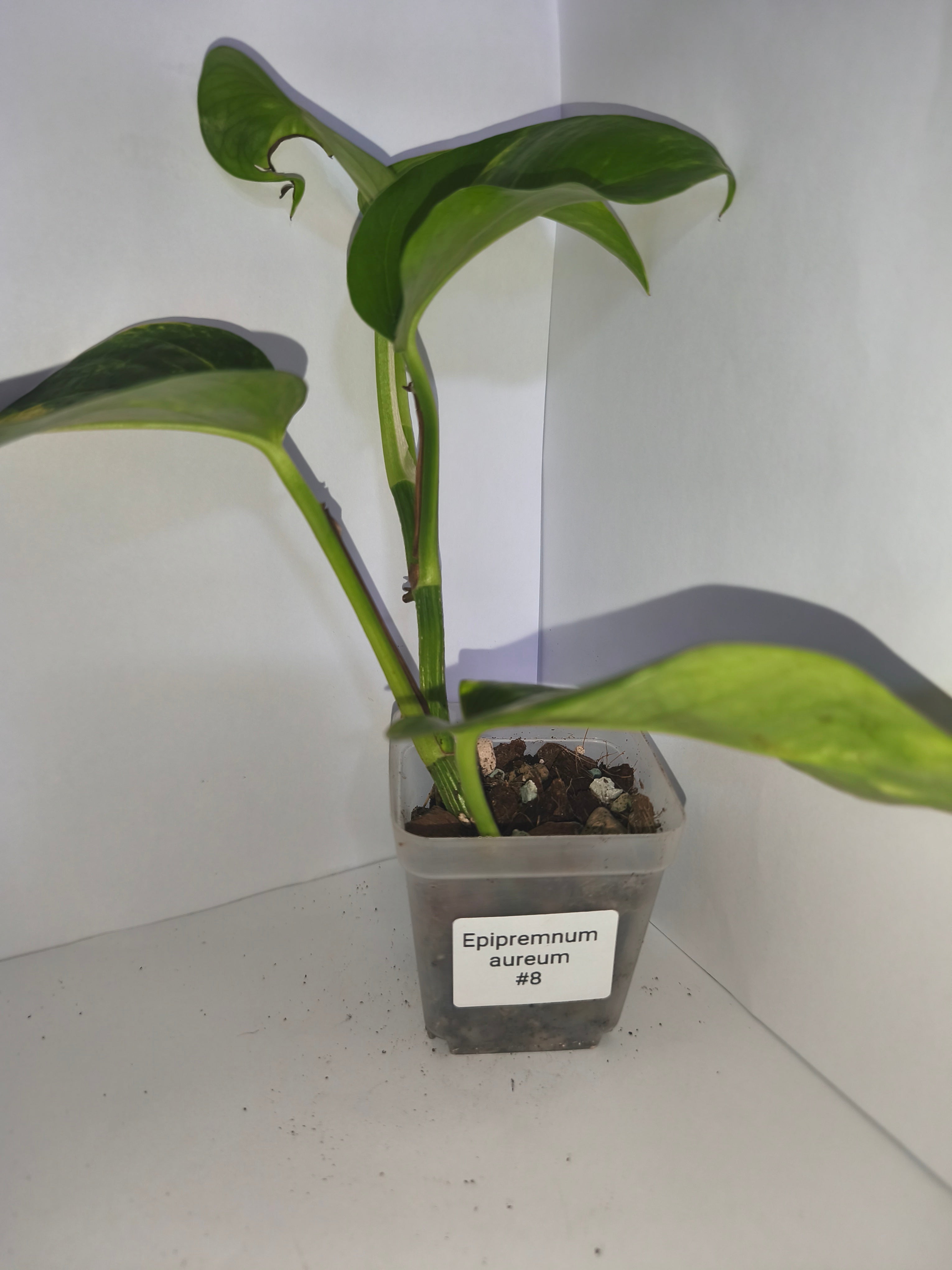 Epipremnum aureum #8