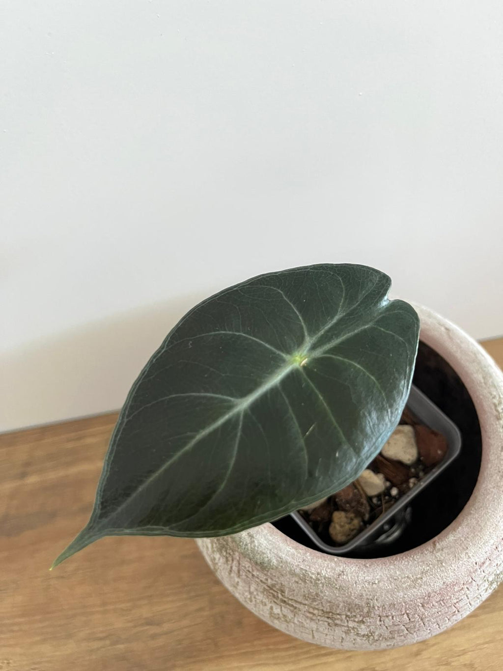 Alocasia Pink Dragon #7