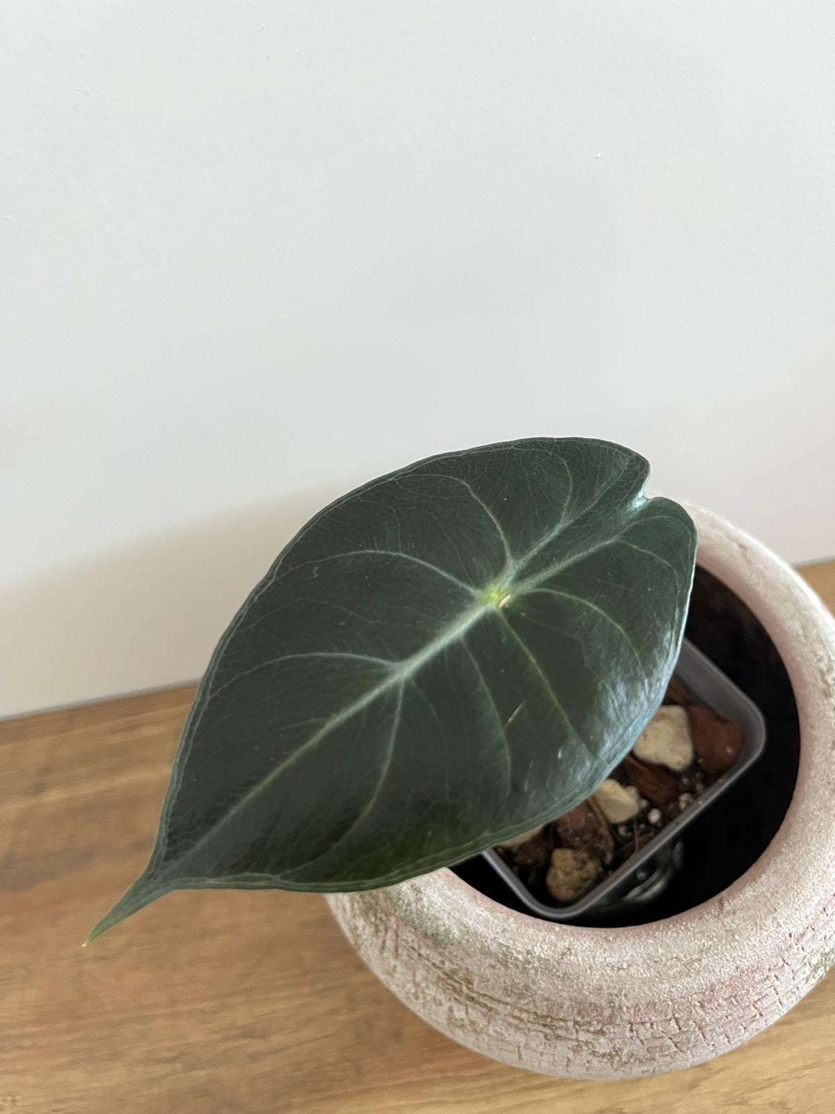 Alocasia Pink Dragon #7