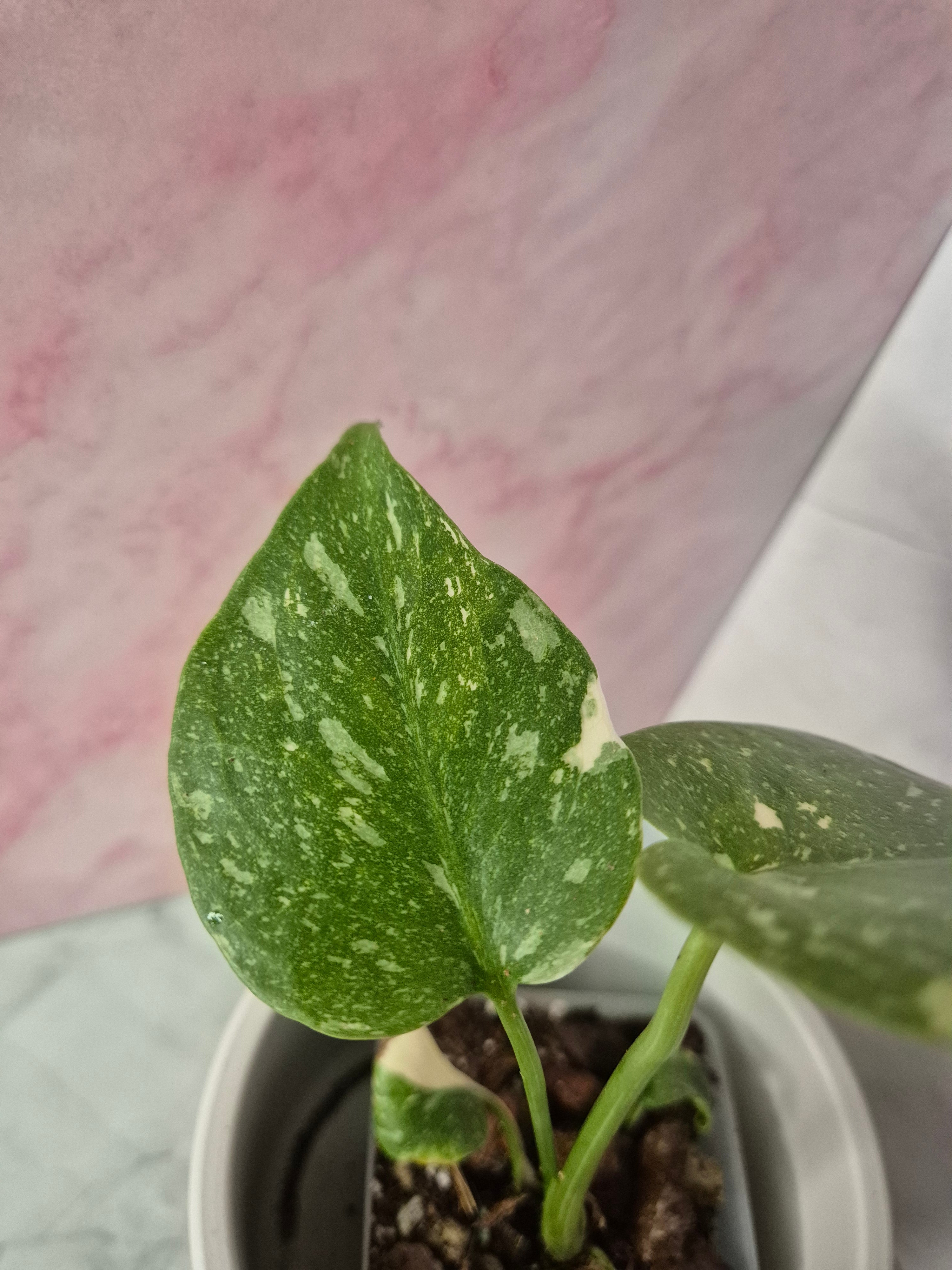 Monstera Thai Constellation #12